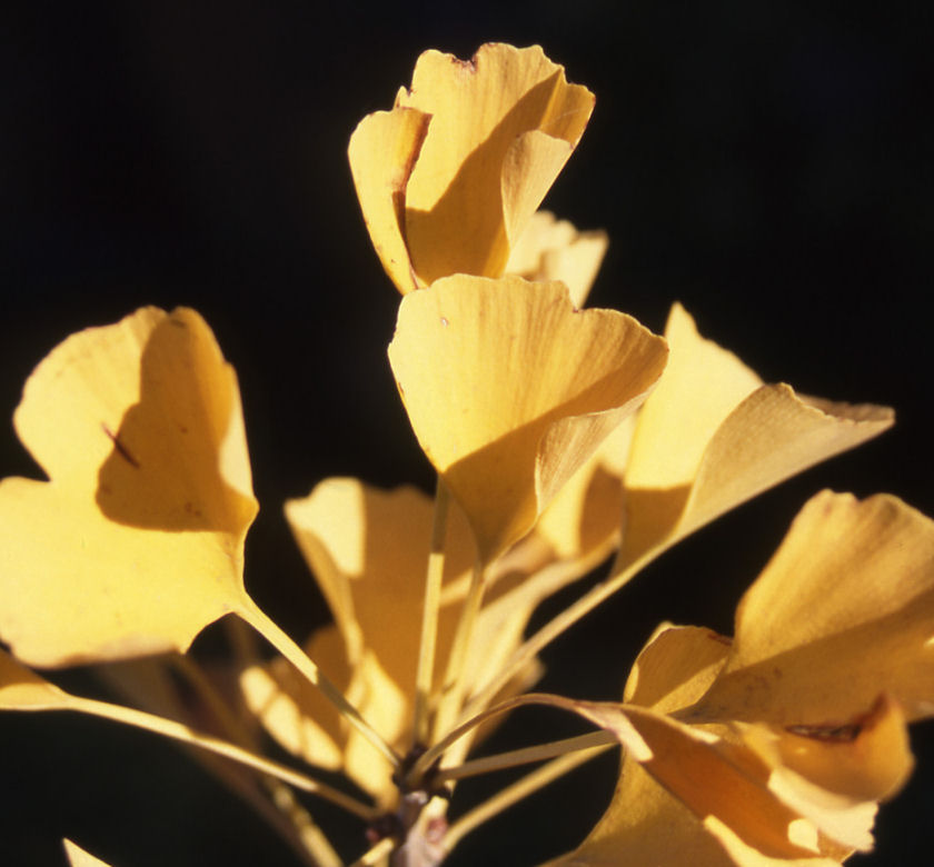 Presidential Gold® Ginkgo | Natorp's Online Plant Store